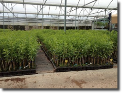 Plantas de Amendoeiras