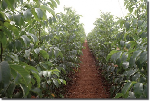 Plantas de Nogal, Nogueiras