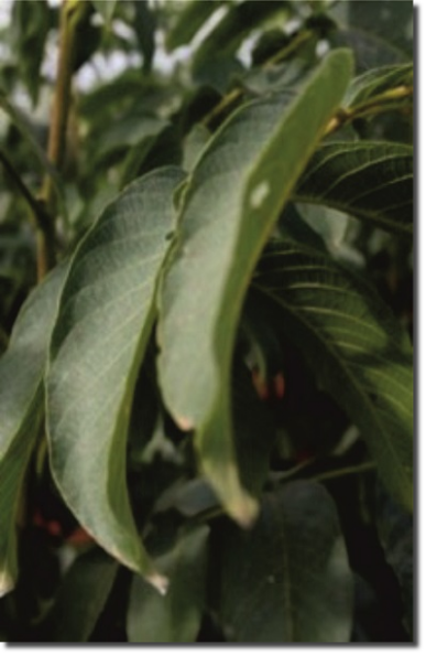 Plantas de Nogal, Nogueiras