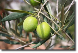 Plantas de Oliveiras